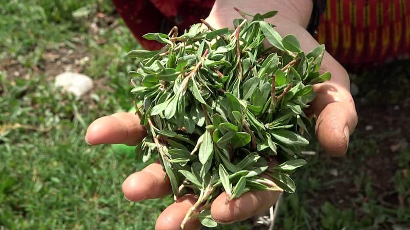 آویشن کوهی لرستان گنجینه گیاهان دارویی ایران
